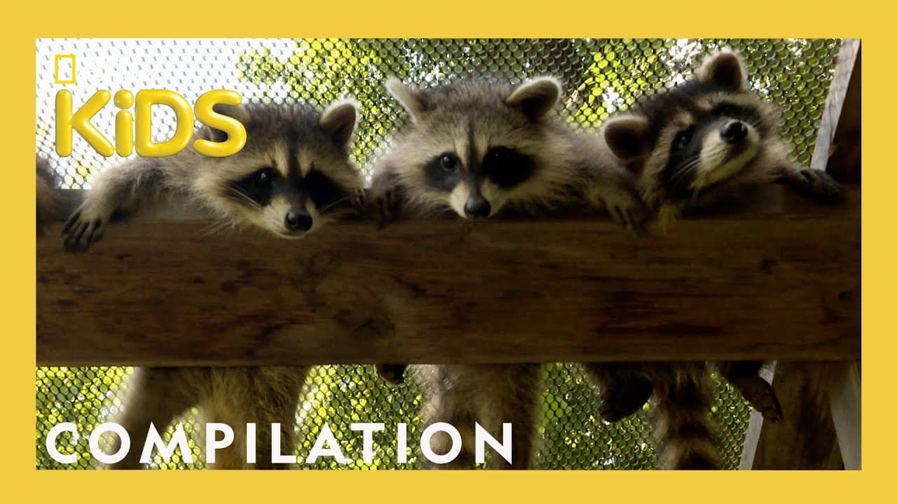 Most Popular Videos | Nat Geo Kids